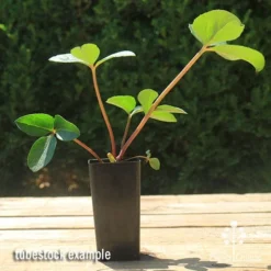 Hellebore Cinnamon Snow - Winter Rose -Plant Collection Sales Shop apo cinnamon snow hellebore tubestock