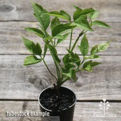 Clematis Montana Alba -Plant Collection Sales Shop apo clematis alba tubestock