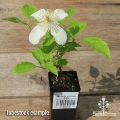 Clematis Montana Alba -Plant Collection Sales Shop apo clematis alba tubestock flowering