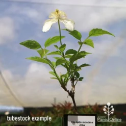 Clematis Montana Alba -Plant Collection Sales Shop apo clematis alba tubestock2