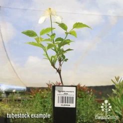 Clematis Montana Alba -Plant Collection Sales Shop apo clematis alba tubestock 1