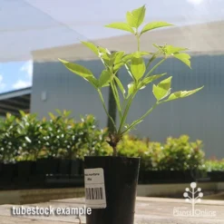 Clematis Montana Alba -Plant Collection Sales Shop apo clematis white tubestock