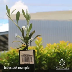 Convolvulus Cneorum - Silverbush -Plant Collection Sales Shop apo cneorum tubestock