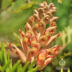 Grevillea Coconut Ice -Plant Collection Sales Shop apo coconut ice buds