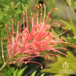 Grevillea Coconut Ice -Plant Collection Sales Shop apo coconut ice flower full open