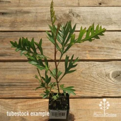 Grevillea Coconut Ice -Plant Collection Sales Shop apo coconut ice tubestock