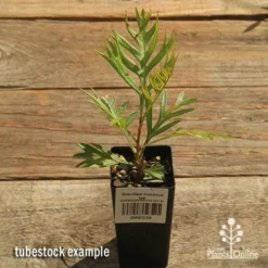 Grevillea Coconut Ice -Plant Collection Sales Shop apo coconut ice tubestock top