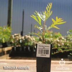 Grevillea Coconut Ice -Plant Collection Sales Shop apo coconut ice tubestock 1