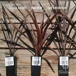 Cordyline Australis Red Sensation -Plant Collection Sales Shop apo cordyline australis comparison 1 1