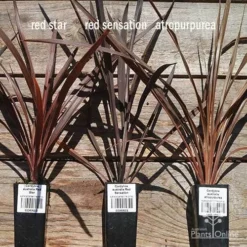 Cordyline Australis Red Sensation -Plant Collection Sales Shop apo cordyline australis comparison 2 1