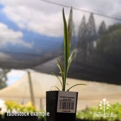 Cordyline Australis Choc Mint -Plant Collection Sales Shop apo cordyline choc mint tubestock