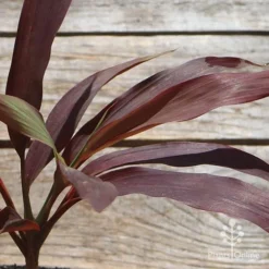 Cordyline Fruticosa Negra -Plant Collection Sales Shop apo cordyline negra leaf colour