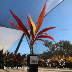 Cordyline Fruticosa Negra -Plant Collection Sales Shop apo cordyline negra tubestock blue sky