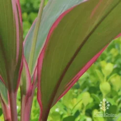 Cordyline Fruticosa Pink Diamond -Plant Collection Sales Shop apo cordyline pink diamond under leaf