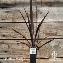 Cordyline Australis Red Sensation -Plant Collection Sales Shop apo cordyline red sensation tubestock