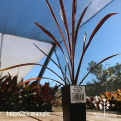 Cordyline Australis Red Sensation -Plant Collection Sales Shop apo cordyline red sensation tubestock nursery