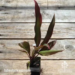 Cordyline Fruticosa Rubra 10 Cordyline Fruticosa Rubra -Plant Collection Sales Shop apo cordyline rubra tubestock top
