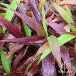 Cordyline Fruticosa Negra -Plant Collection Sales Shop apo cordylne negra colours