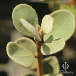 Correa Alba -Plant Collection Sales Shop apo correa alba foliage