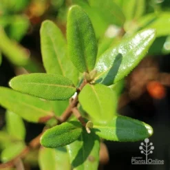 Correa Dinner Bells -Plant Collection Sales Shop apo correa dinner bells foliage