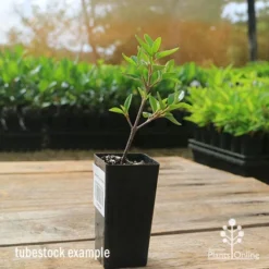 Correa Dusky Bells -Plant Collection Sales Shop apo correa dusky bells