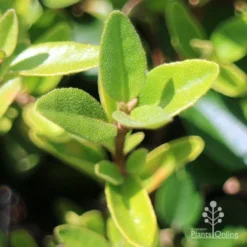 Correa Dusky Bells -Plant Collection Sales Shop apo correa dusky bells foliage