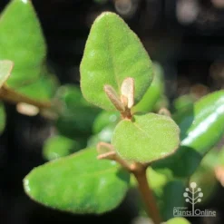 Correa Marian's Marvel -Plant Collection Sales Shop apo correa marians marvel foliage