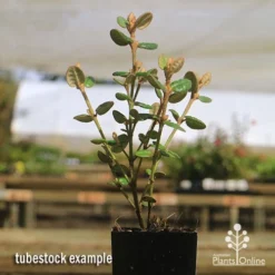 Correa Nummulariifolia - Roundleaf Correa 12 Correa Nummulariifolia - Roundleaf Correa -Plant Collection Sales Shop apo correa nummularifolia tubestock