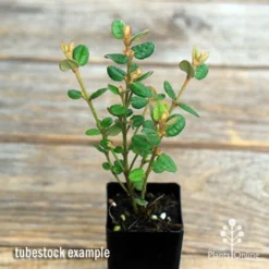 Correa Nummulariifolia - Roundleaf Correa 10 Correa Nummulariifolia - Roundleaf Correa -Plant Collection Sales Shop apo correa nummularifolia tubestock top