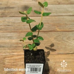 Correa Nummulariifolia - Roundleaf Correa 15 Correa Nummulariifolia - Roundleaf Correa -Plant Collection Sales Shop apo correa nummulariifolia tubestock