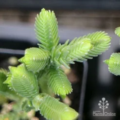 Crassula - Watchchain, Rat Tail Succulent -Plant Collection Sales Shop apo crassula watch chain close