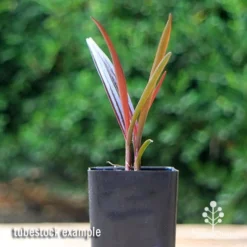Crinum Wine Time - Swamp Lily -Plant Collection Sales Shop apo crinum wine time tubestock