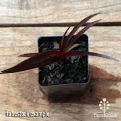 Crinum Wine Time - Swamp Lily -Plant Collection Sales Shop apo crinum wine time tubestock top