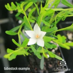 Crowea White Star - Waxflower 15 Crowea White Star - Waxflower -Plant Collection Sales Shop apo crowea white star tubestock2