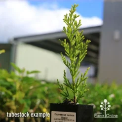 Cupressus Lemon Scent - Lemon Cypress 14 Cupressus Lemon Scent - Lemon Cypress -Plant Collection Sales Shop apo cupressus lemon scent tubestock