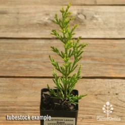 Cupressus Lemon Scent - Lemon Cypress 11 Cupressus Lemon Scent - Lemon Cypress -Plant Collection Sales Shop apo cupressus lemon scent tubestock top