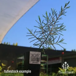 Chamelaucium Dancing Queen - Waxflower -Plant Collection Sales Shop apo dancing queen tubestock