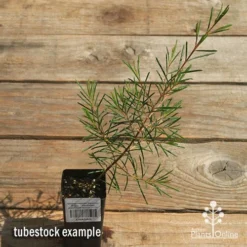 Chamelaucium Dancing Queen - Waxflower -Plant Collection Sales Shop apo dancing queen tubestock top