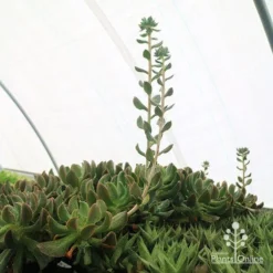 Echeveria Dark Vader - Succulent -Plant Collection Sales Shop apo dark vader new shoots