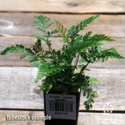 Humata - Rabbit's Foot Fern -Plant Collection Sales Shop apo davallia humata fern