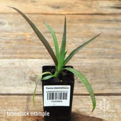 Yucca Desmetiana -Plant Collection Sales Shop apo desmetiana tubestock