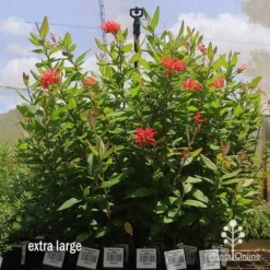 Grevillea Deua Flame -Plant Collection Sales Shop apo deua flame dec large