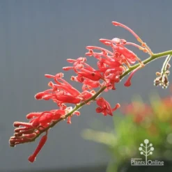 Grevillea Deua Flame -Plant Collection Sales Shop apo deua flame flower