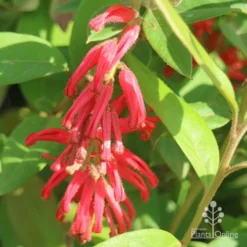 Grevillea Deua Flame -Plant Collection Sales Shop apo deua flame flower cluster