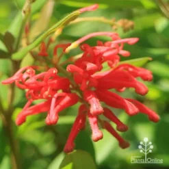 Grevillea Deua Flame -Plant Collection Sales Shop apo deua flame full open flower
