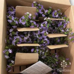 Scaevola Purple Fanfare - Fan Flower -Plant Collection Sales Shop apo diana taylor scaevola unboxing