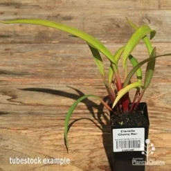 Dianella Cherry Red -Plant Collection Sales Shop apo dianella cherry red tubestock alt