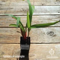 Dianella Cherry Red -Plant Collection Sales Shop apo dianella cherry red tubestock top