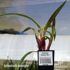 Dianella Cherry Red -Plant Collection Sales Shop apo dianella cherry red tubestock3