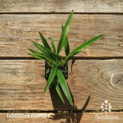 Dianella Little Jess 16 Dianella Little Jess -Plant Collection Sales Shop apo dianella little jess tubestock top